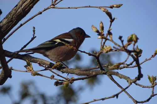 bird nature little birds