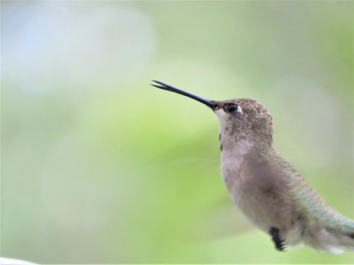 bird close up in flight