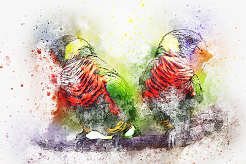 bird parrot feathers
