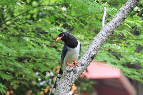 bird view xihu