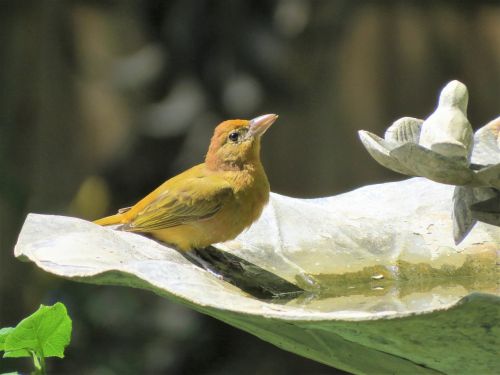 bird yellow wildlife