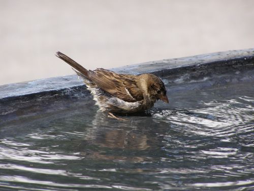 bird bath water