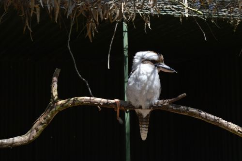 bird australia zoo