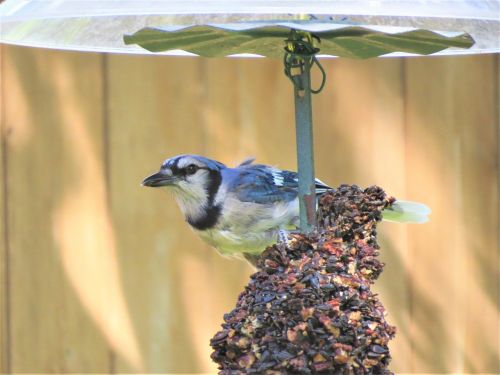 bird blue and white blue jay