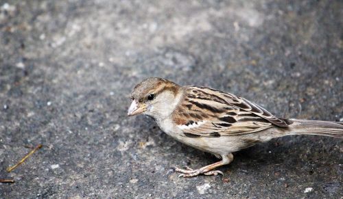 bird sparrow feather