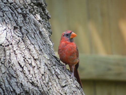 bird young red