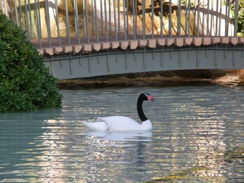 bird swan water