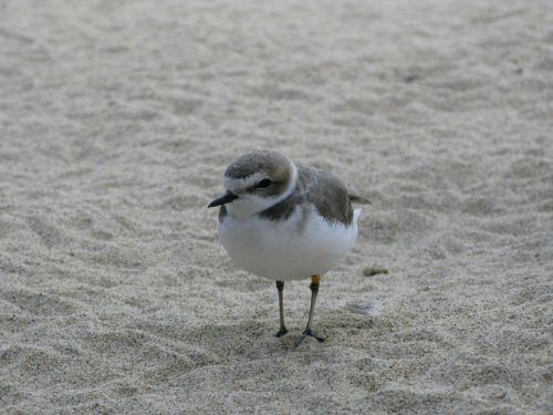 bird sand beach