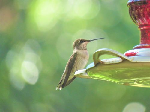 bird humming bird wildlife