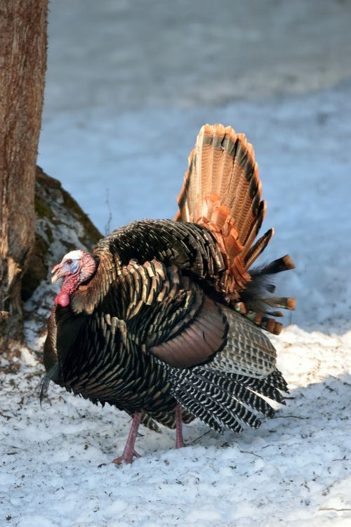 bird wild turkey