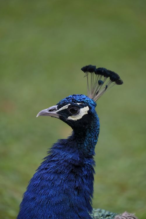 bird animal peacock