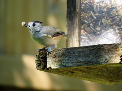 bird gray tan