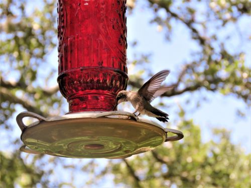 bird hummingbird wings