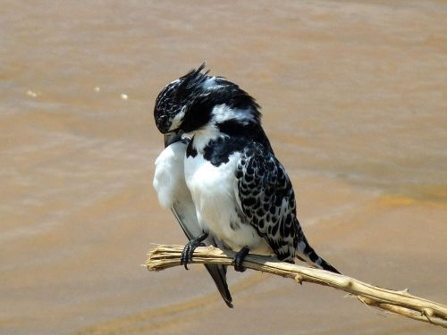 bird nature little bird