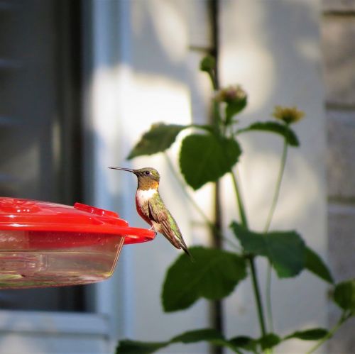 bird hummingbird golden neck