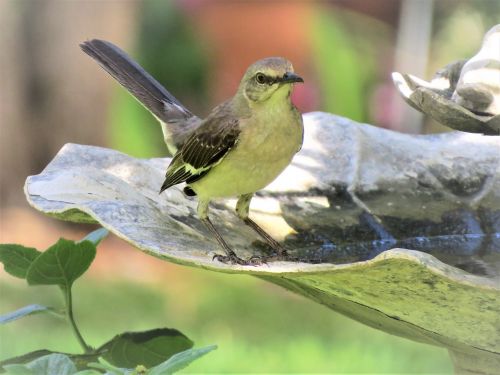 bird songbird mocking bird