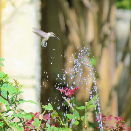 bird in flight fountain