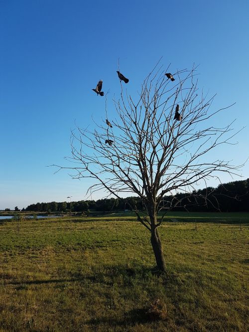 bird branch bullfinch