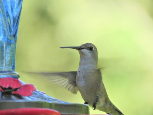 bird in flight close up