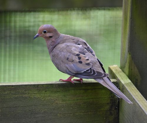bird mourning dove dove
