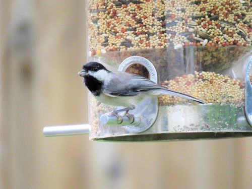 bird black and gray bird feeder