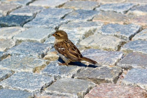 bird sparrow road