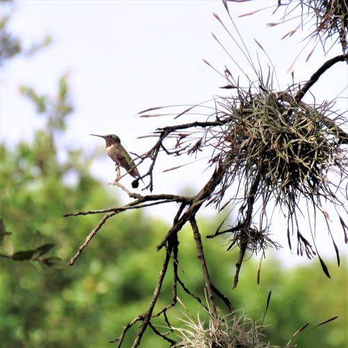 bird hummingbird spanish moss