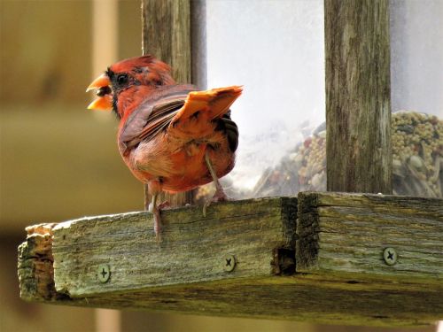bird mature cardinal