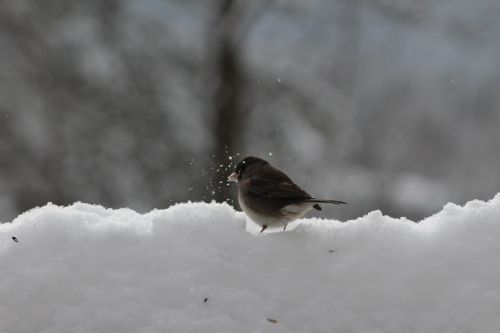 bird nature winter