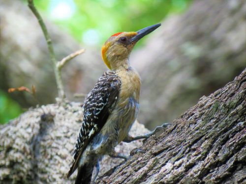 bird woodpecker wildlife