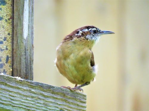 bird up close wildlife