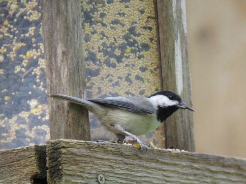 bird black and gray wildlife