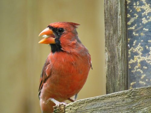 bird cardinal songbird