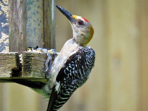 bird colorful close up