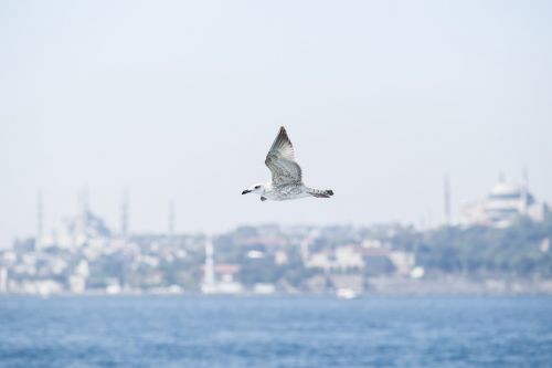 bird seagull environmental