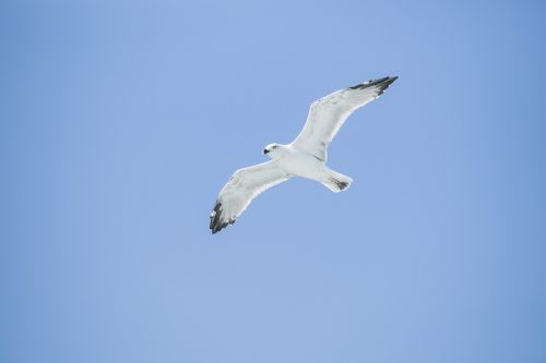 bird seagull environmental