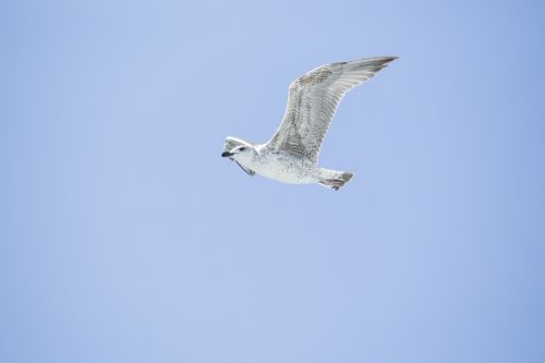 bird seagull environmental