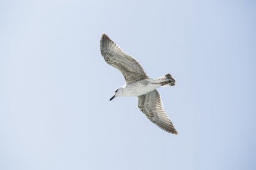 bird seagull environmental