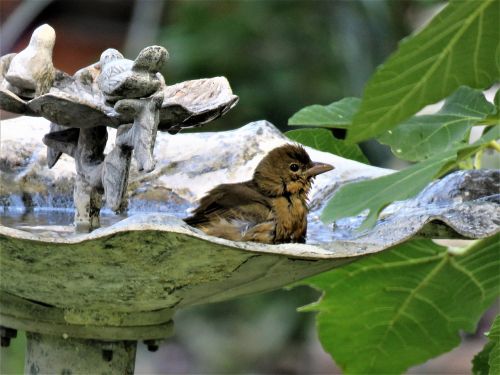 bird in bird bath wildlife