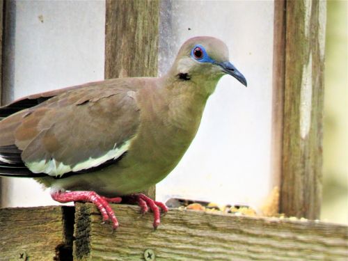 bird dove wildlife