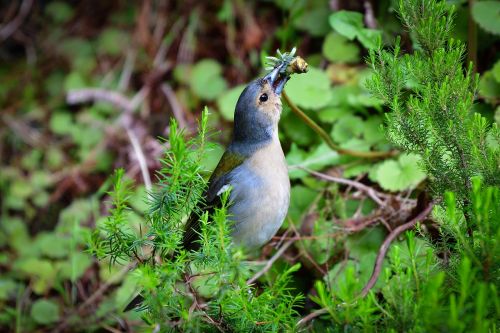 bird fink nature