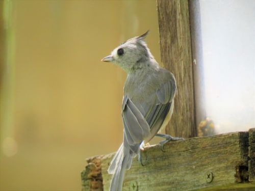 bird gray tan