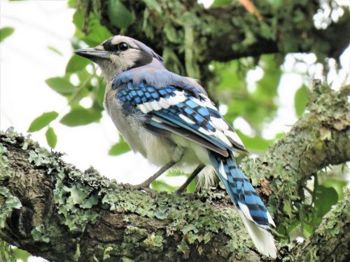 bird blue jay blue and white