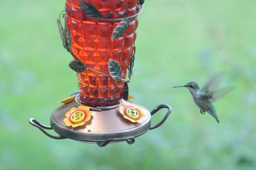 bird hummingbird ruby throated