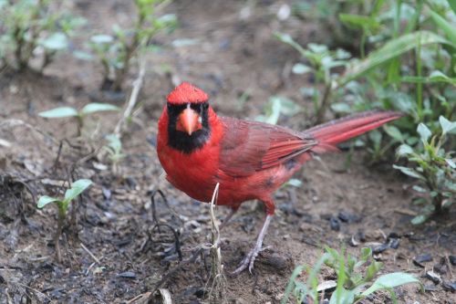 bird red cardinal