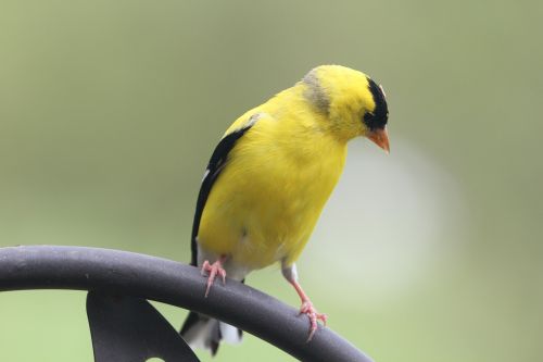bird goldfinch nature