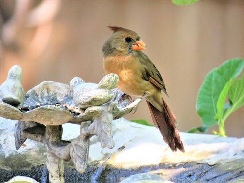 bird colorful wildlife