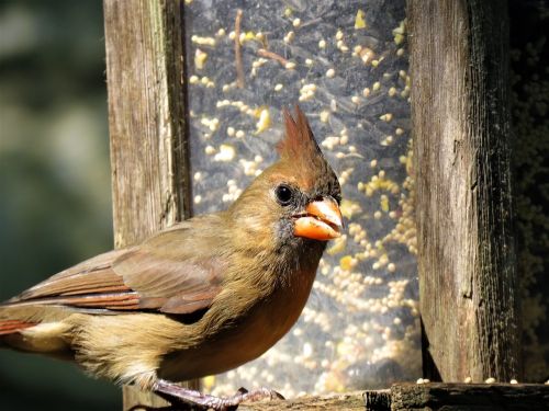bird close up female cardinal