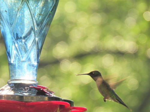 bird hummingbird in flight
