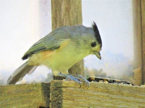 bird close up wildlife